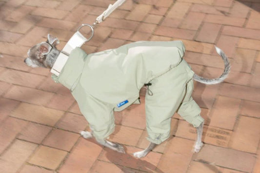 MONSTER PARKAを愛犬に
