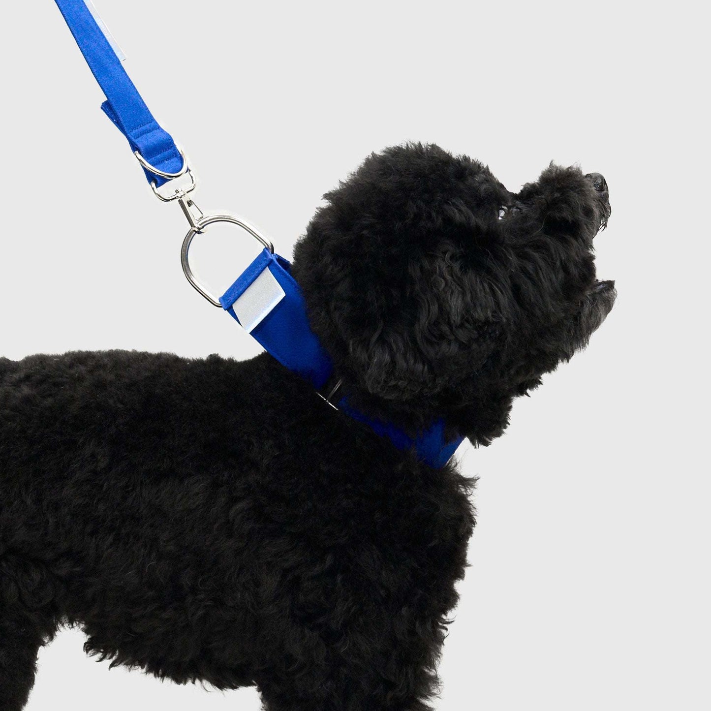 HOWLY UNIVERSAL COLLAR