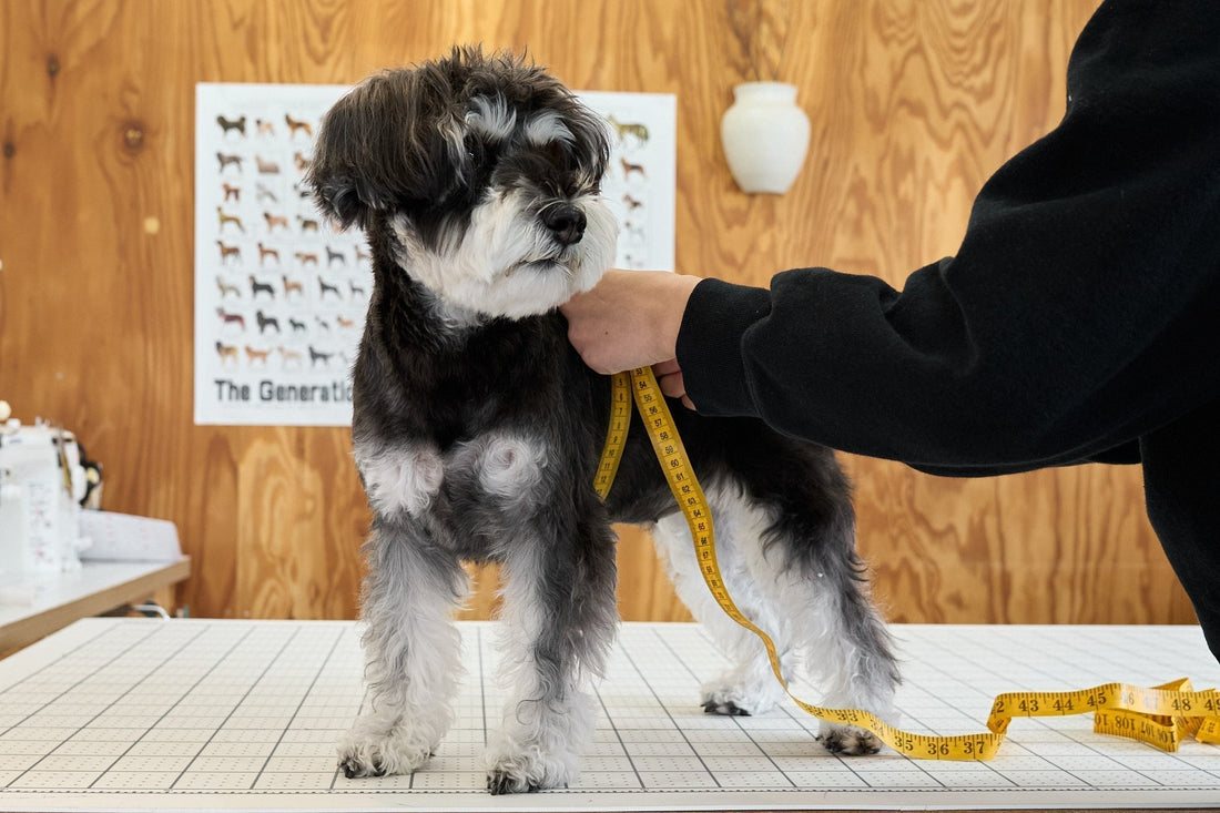 SIZE GUIDE | 愛犬の正しいサイズの測り方