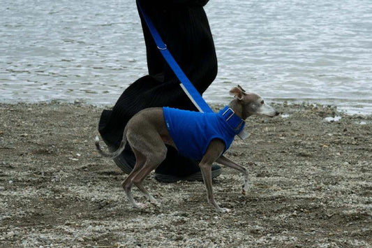 DOG PACK T-SHIRTS
