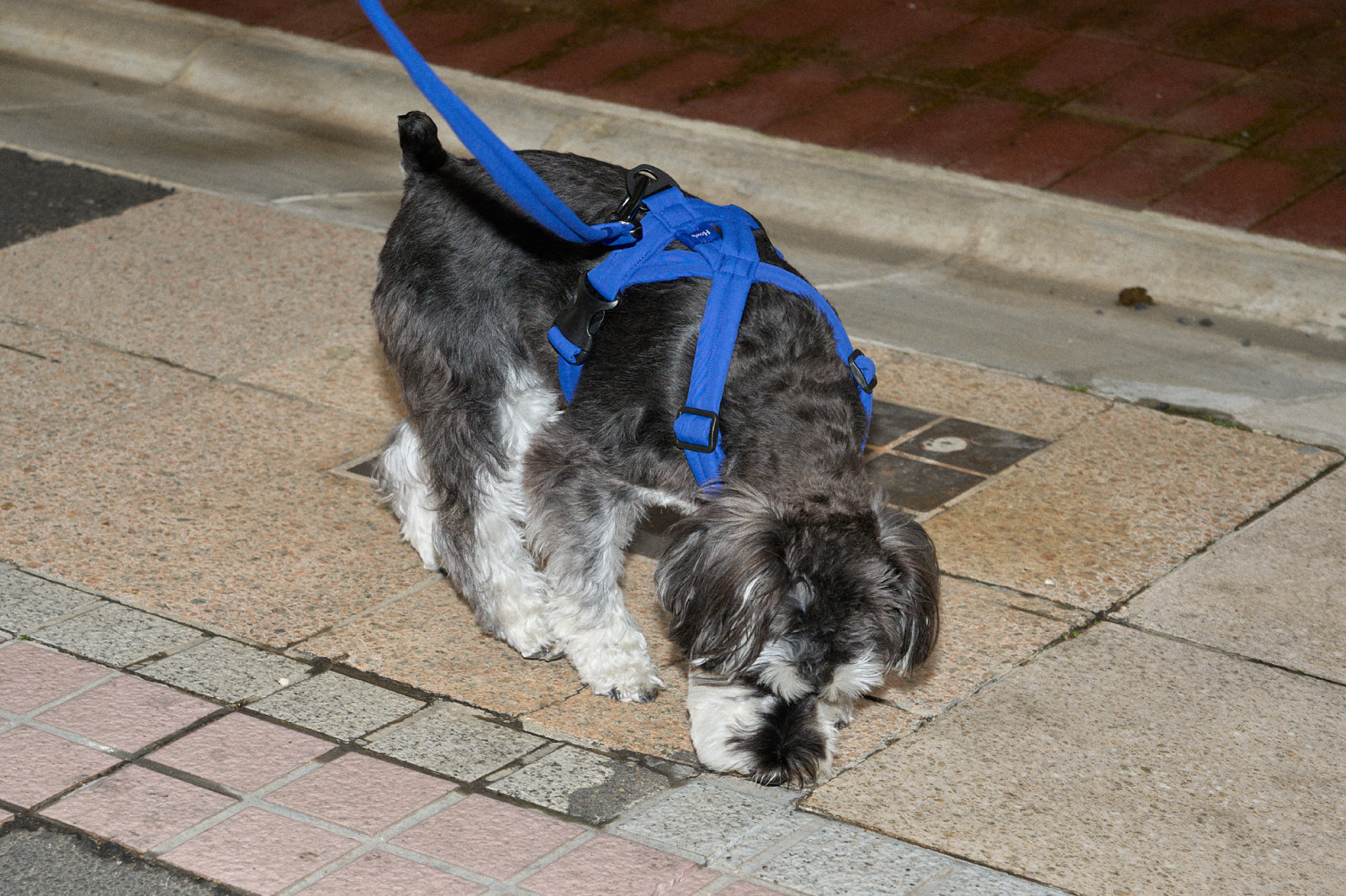 調和と均衡。日常の犬道具。