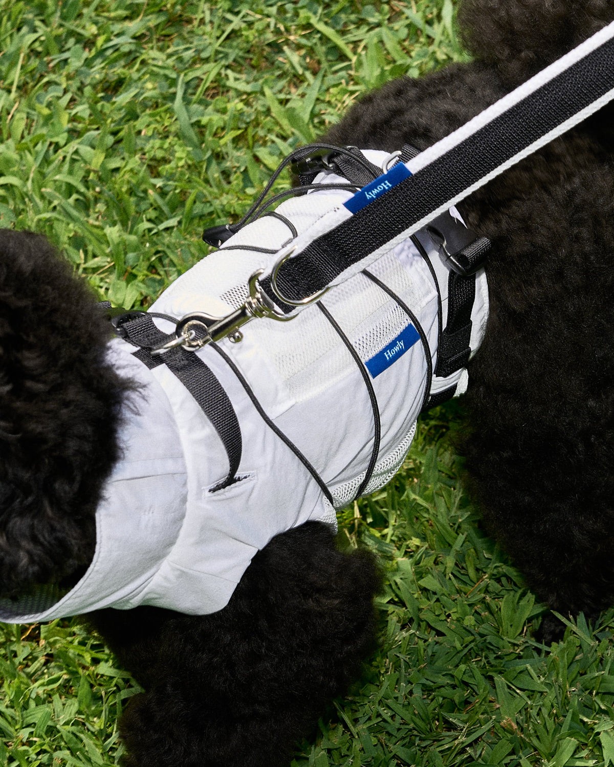 COLLAR/LEASH/HARNESS