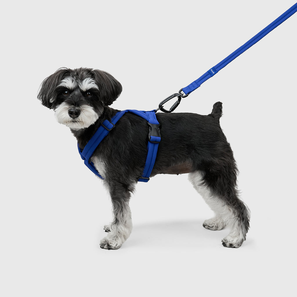 MALLOW-CORE™ LEASH