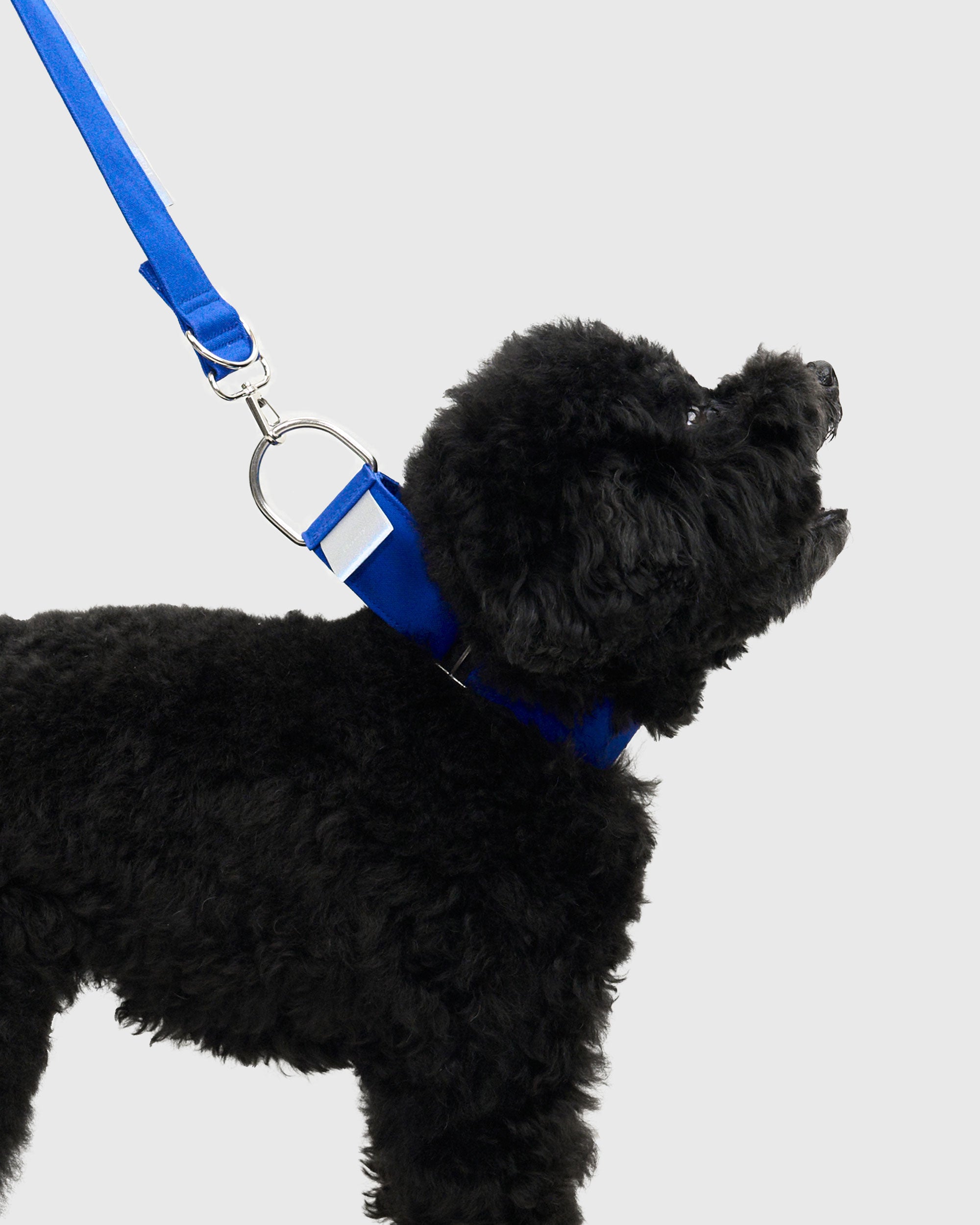 HOWLY UNIVERSAL COLLAR｜Howly | ハーフチョーク犬用首輪 抜けにくい