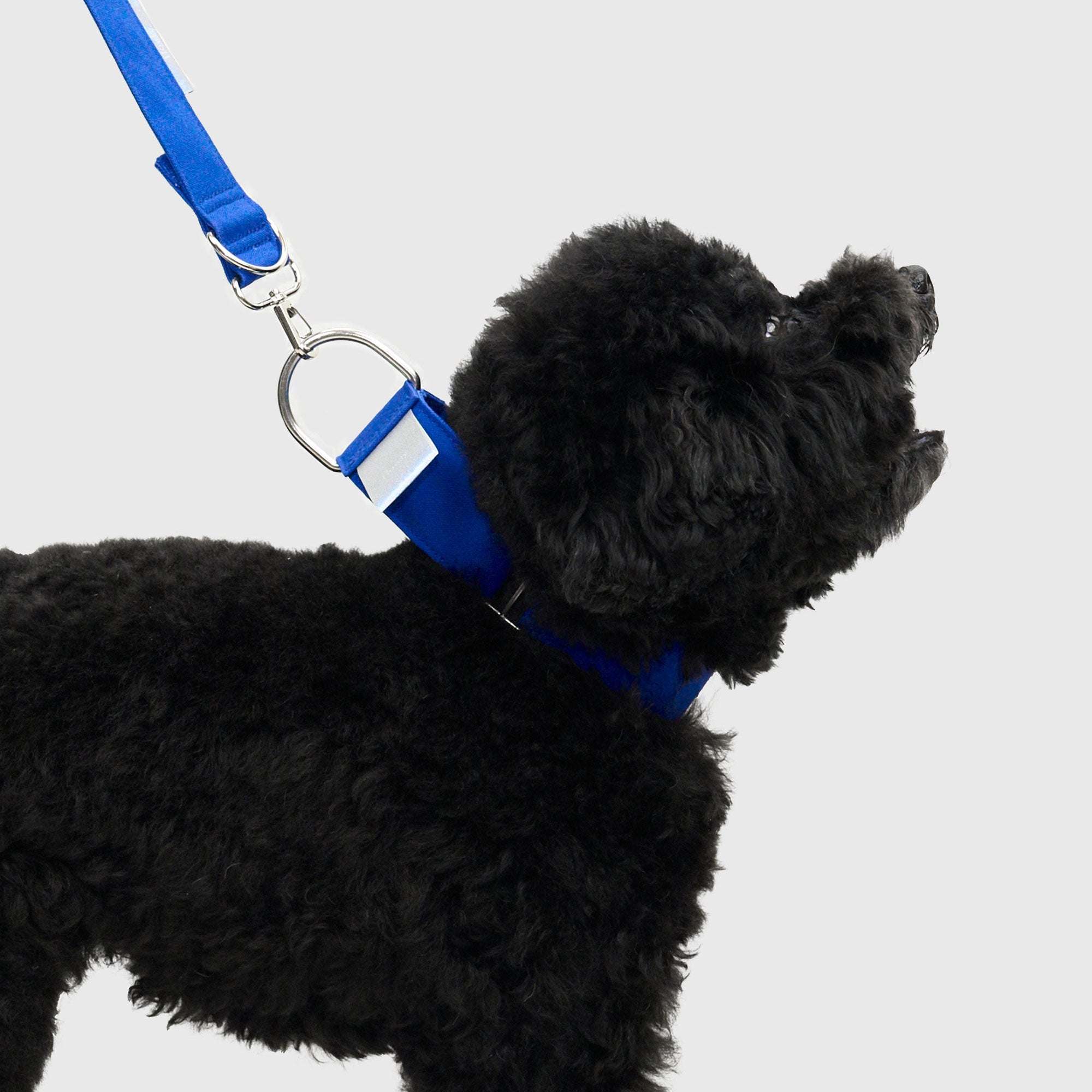 HOWLY UNIVERSAL COLLAR 首輪