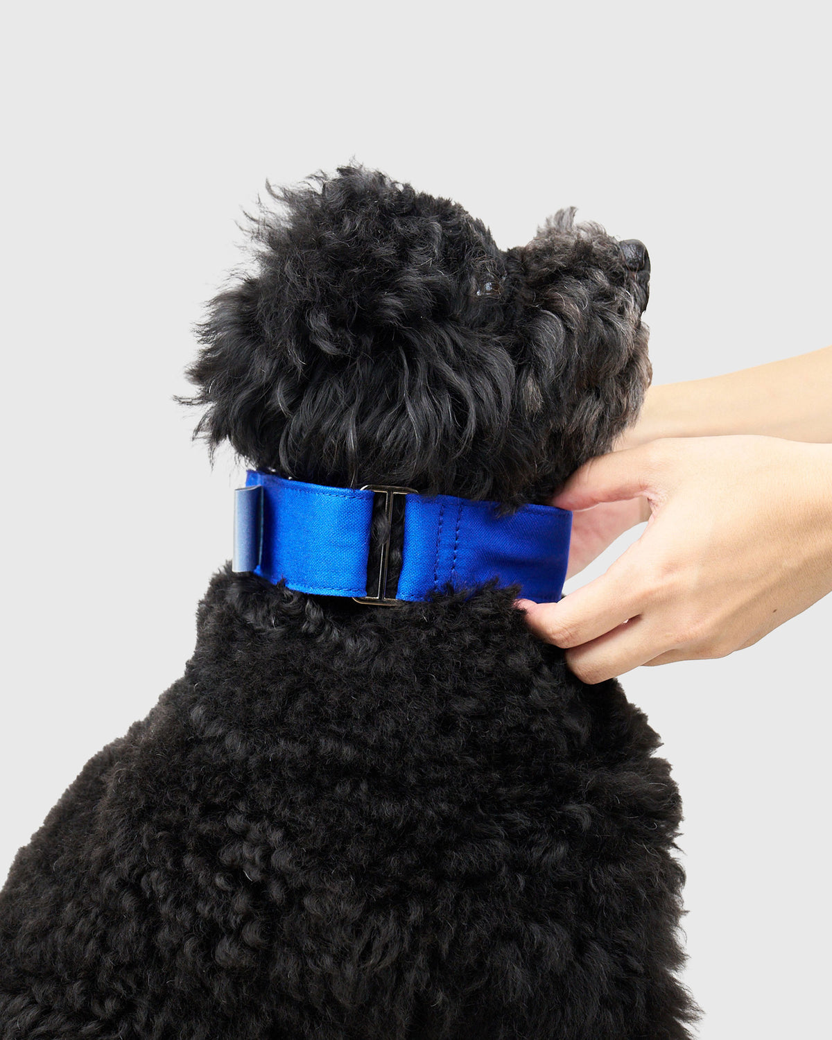 HOWLY UNIVERSAL COLLAR