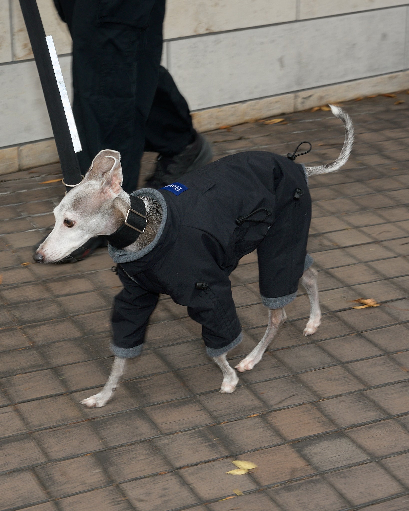 APOLLO SUITS | Howly | 調整機能と保温性を備えた、ミニマルなドッグ