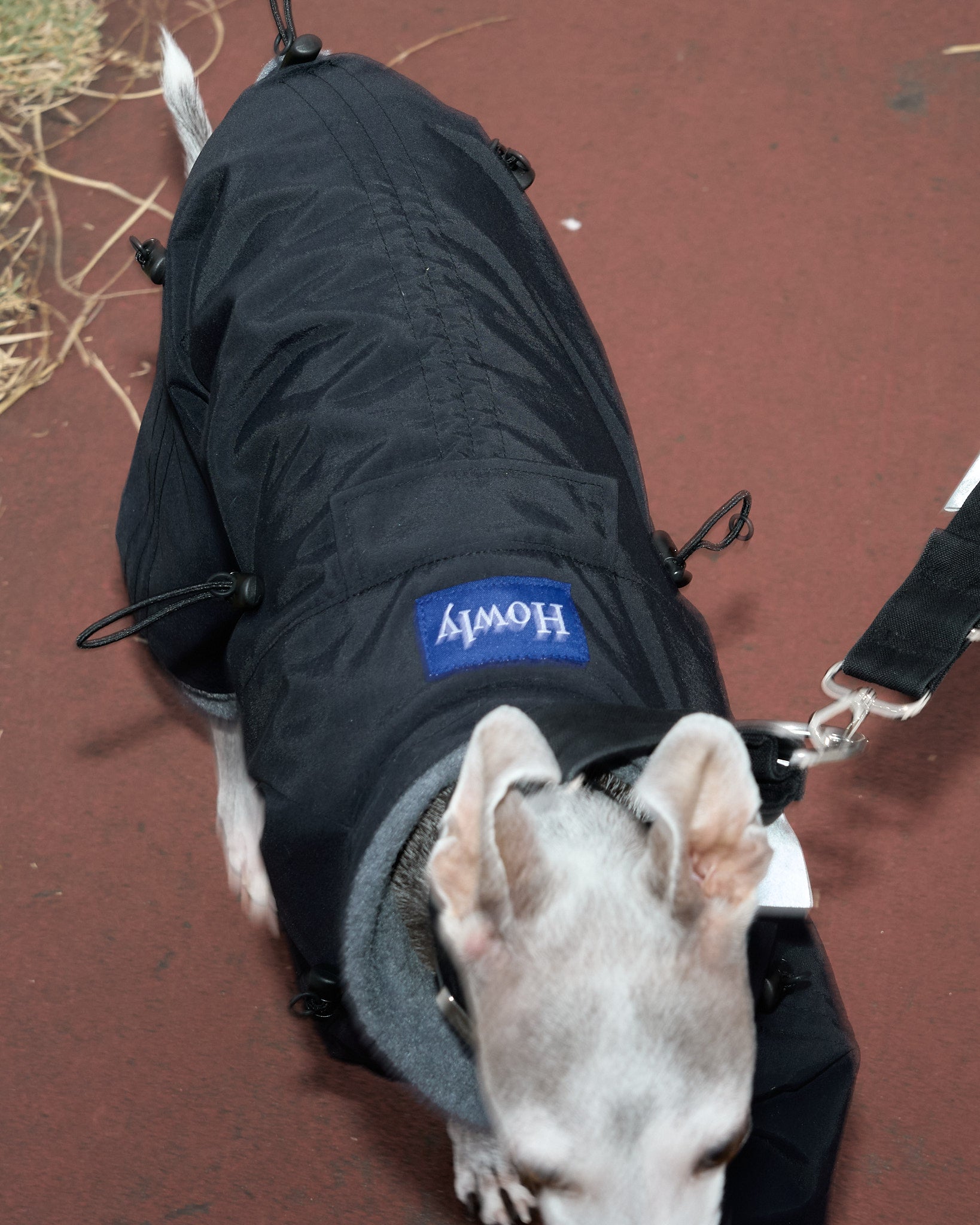 APOLLO SUITS | Howly | 調整機能と保温性を備えた、ミニマルなドッグ