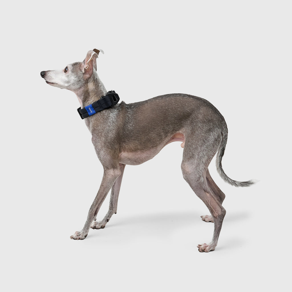 MALLOW-CORE™ COLLAR