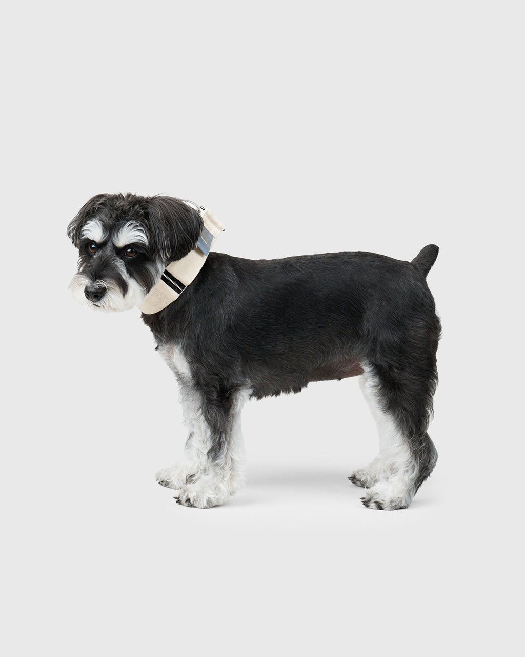 HOWLY UNIVERSAL COLLAR