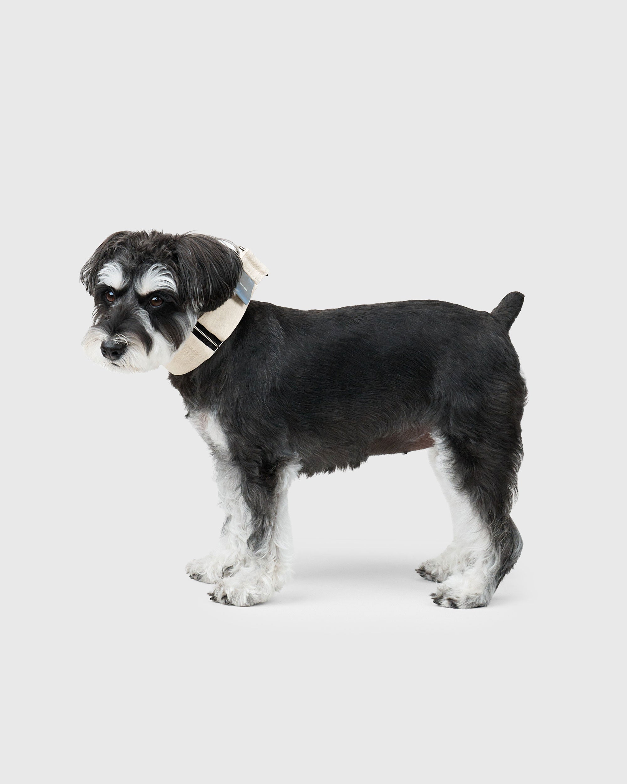 HOWLY UNIVERSAL COLLAR
