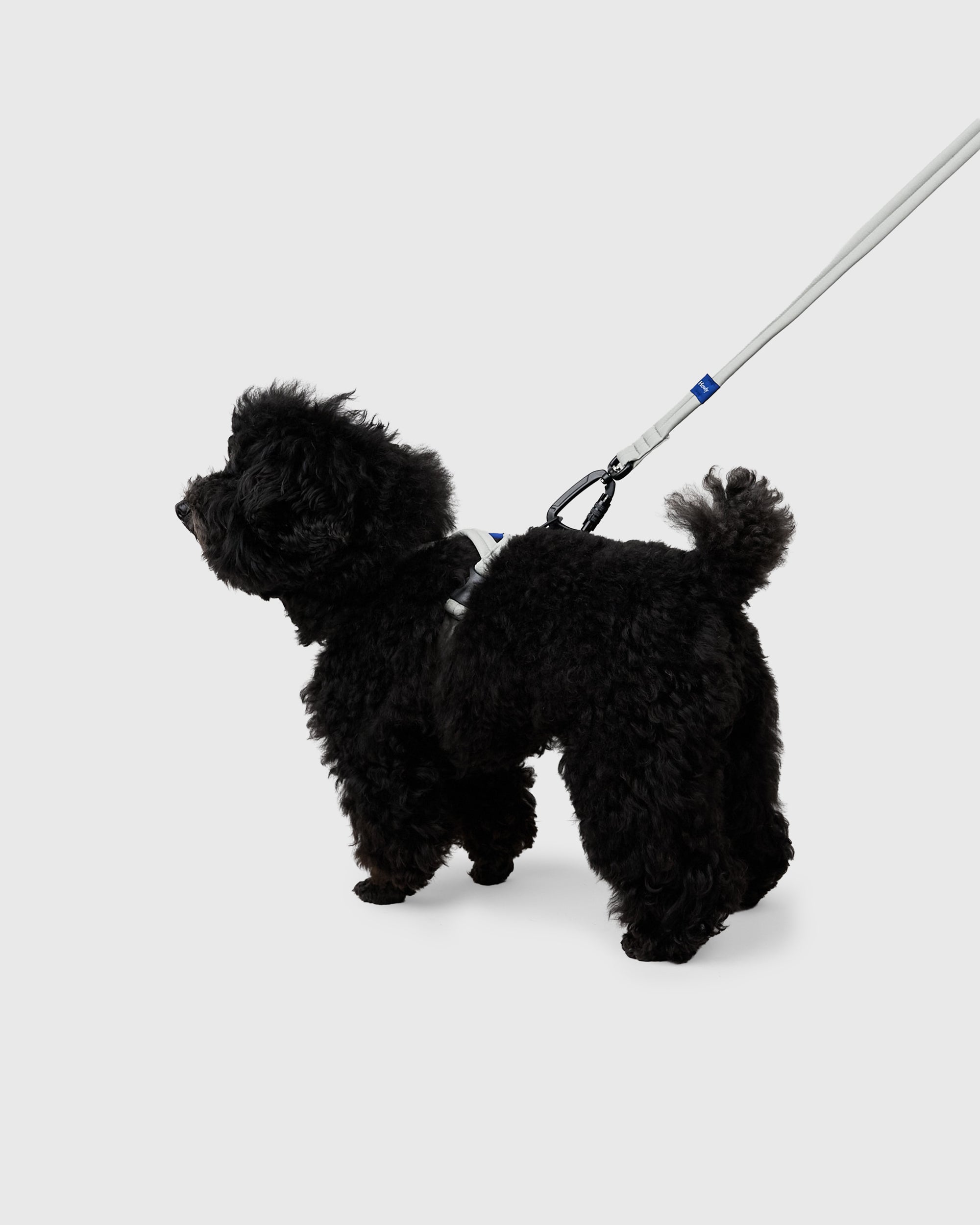 COLLAR&LEASH&HARNESS | 首輪＆リード＆ハーネスの商品一覧 | HOWLY