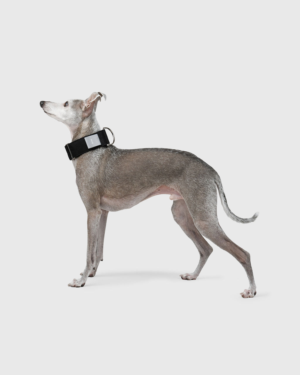HOWLY UNIVERSAL COLLAR