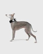 HOWLY UNIVERSAL COLLAR