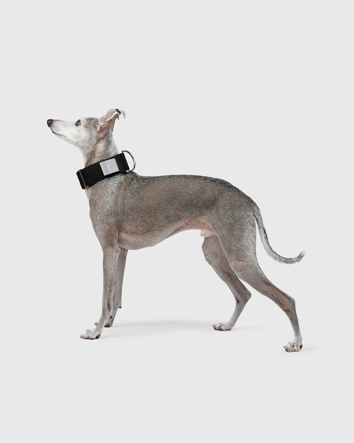 HOWLY UNIVERSAL COLLAR