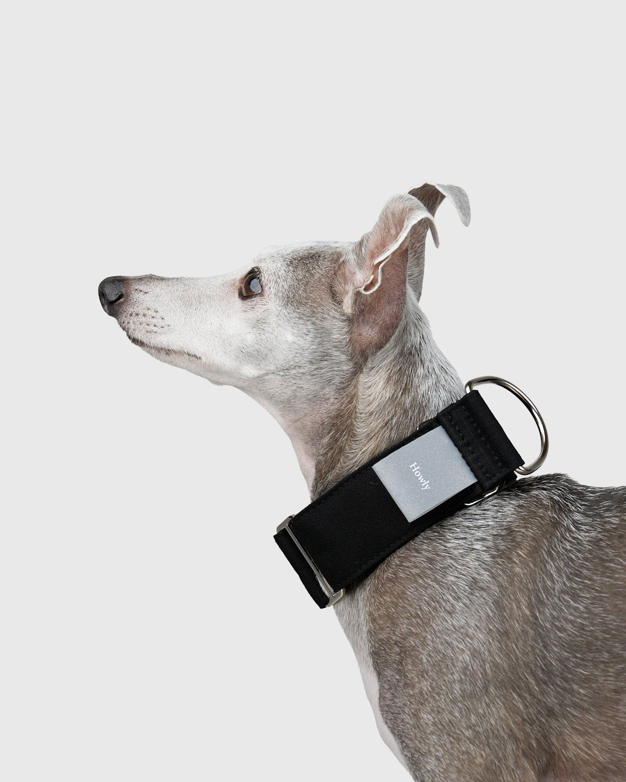 HOWLY UNIVERSAL COLLAR