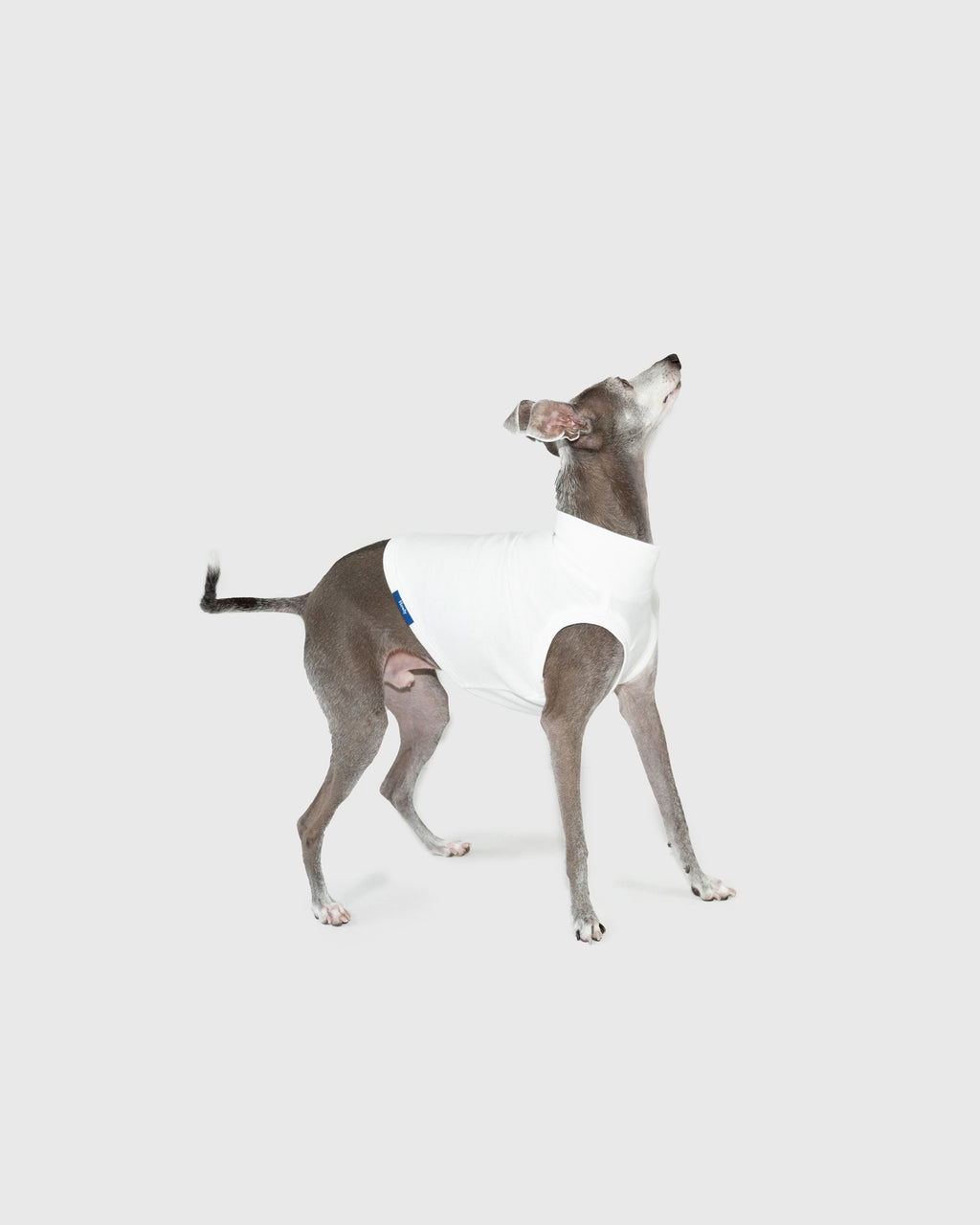 DOG PACK T-SHIRTS sleeveless (Border)