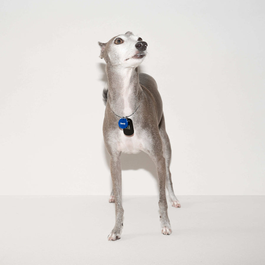 HOWLY DOGTAG type Necklace