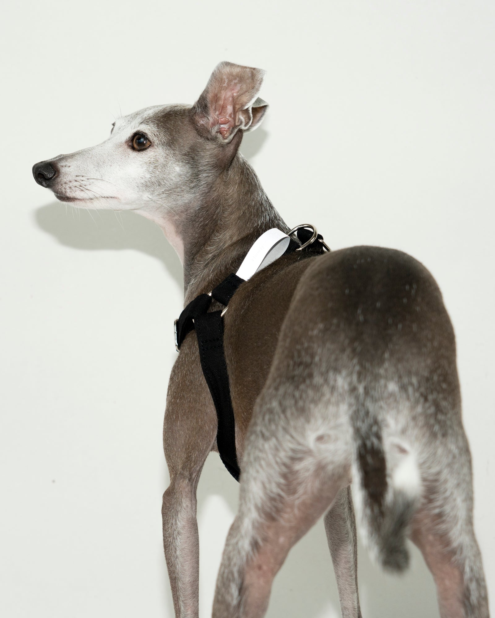 HOWLY UNIVERSAL HARNESS