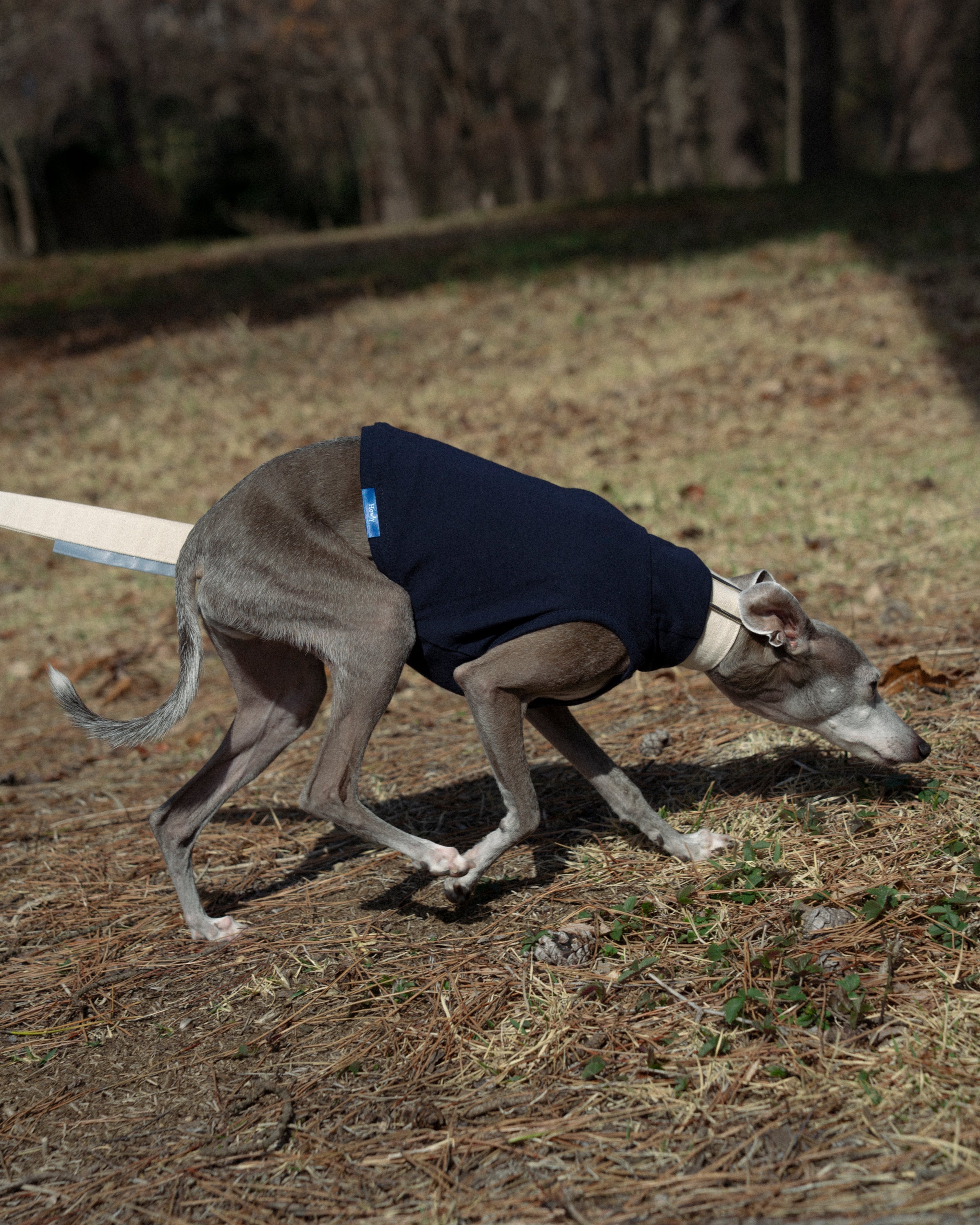 DOG PACK T-SHIRTS sleeveless (Border) 使用イメージ