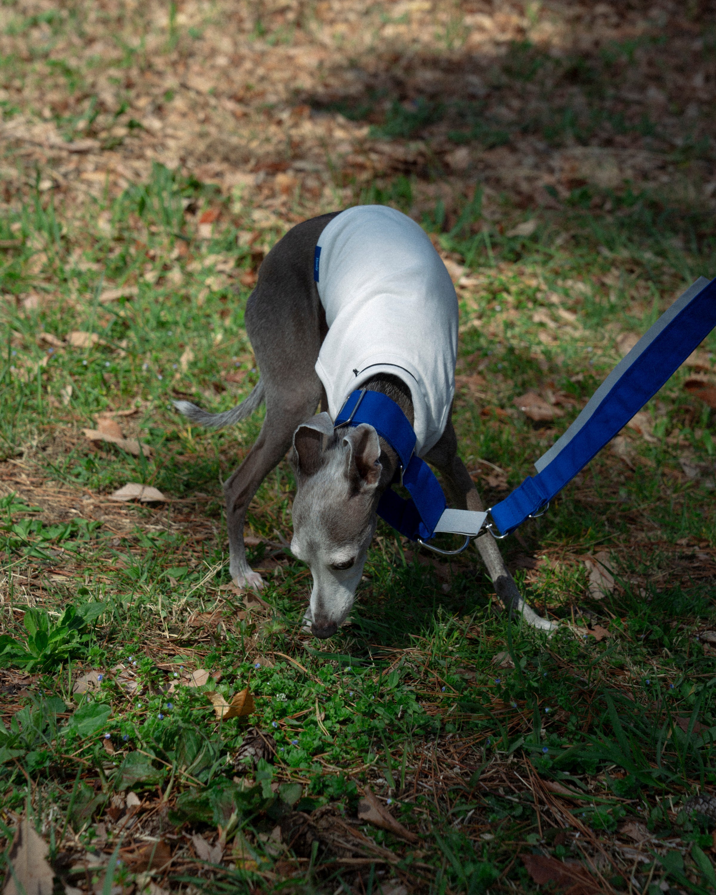 DOG PACK T-SHIRTS sleeveless (Border) 使用イメージ