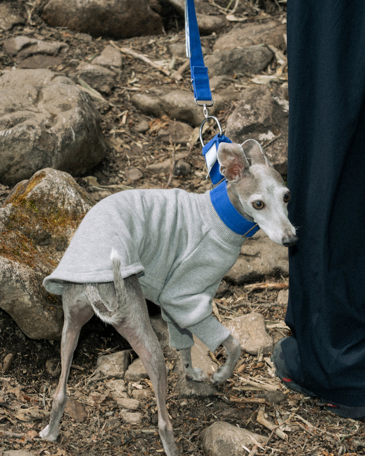 HOWLY UNIVERSAL COLLAR｜Howly | ハーフチョーク犬用首輪 抜けにくい締まる設計4 cm幅帆布カラー・反射タグ付き