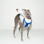 HOWLY UNIVERSAL HARNESS | ドッグハーネス