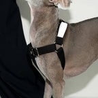 HOWLY UNIVERSAL HARNESS | ドッグハーネス