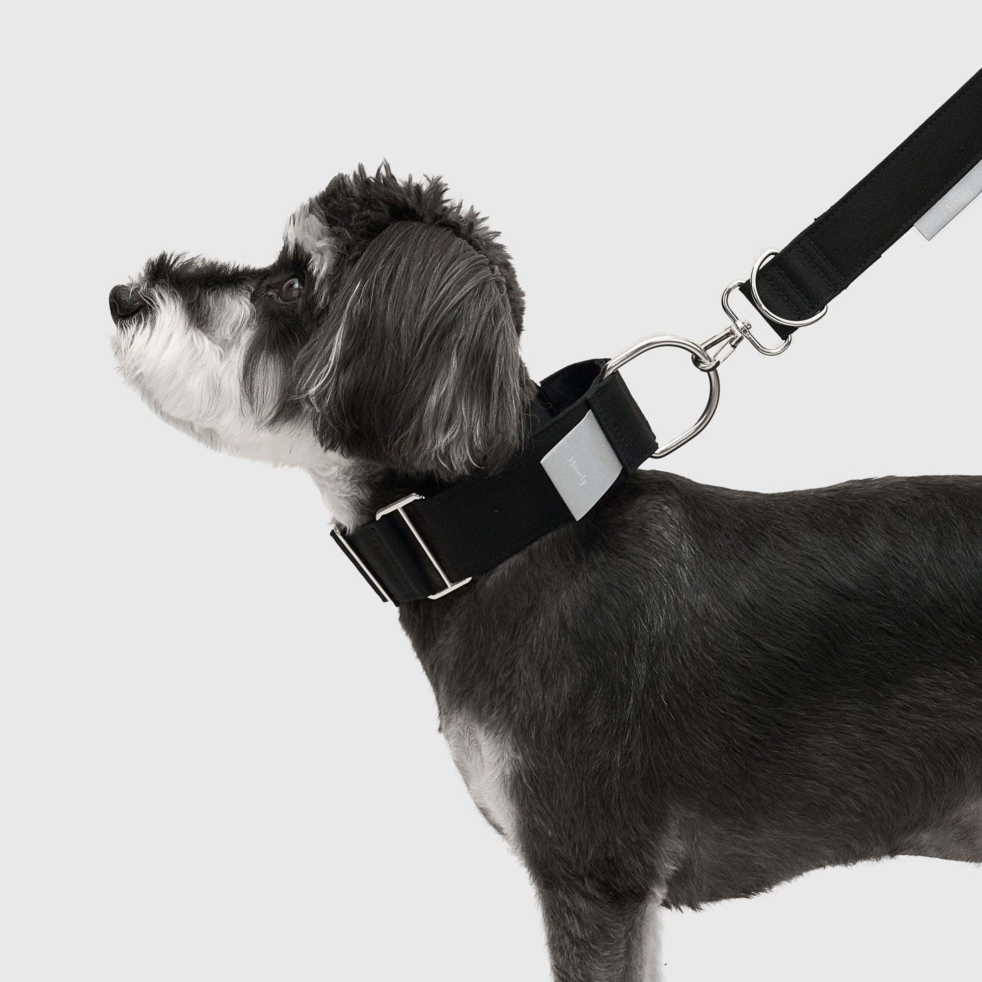 HOWLY UNIVERSAL COLLAR 首輪